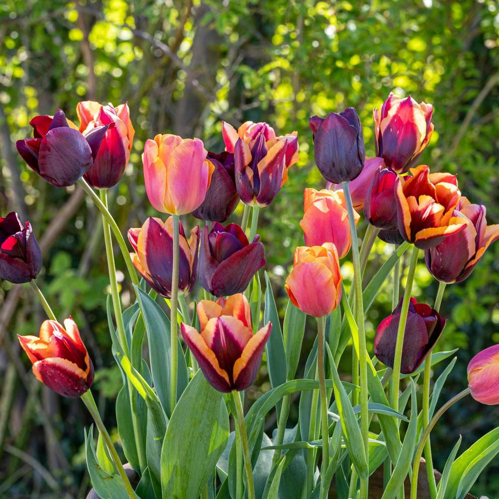 'Molly' Tulipanblanding